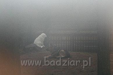 Karavagi0004.jpg - Owczarek Podhalański - KUM KARAVAGIO Badziar (3 miesięczny)