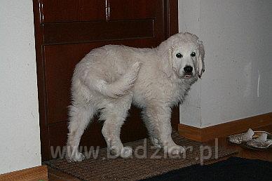Karavagi0006.jpg - Owczarek Podhalański - KUM KARAVAGIO Badziar (3 miesięczny)
