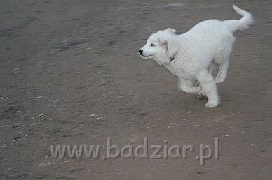 Karavagi0007.jpg - Owczarek Podhalański - KUM KARAVAGIO Badziar (3 miesięczny)