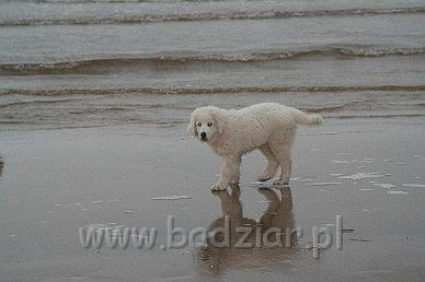 Karavagi0008.jpg - Owczarek Podhalański - KUM KARAVAGIO Badziar (3 miesięczny)