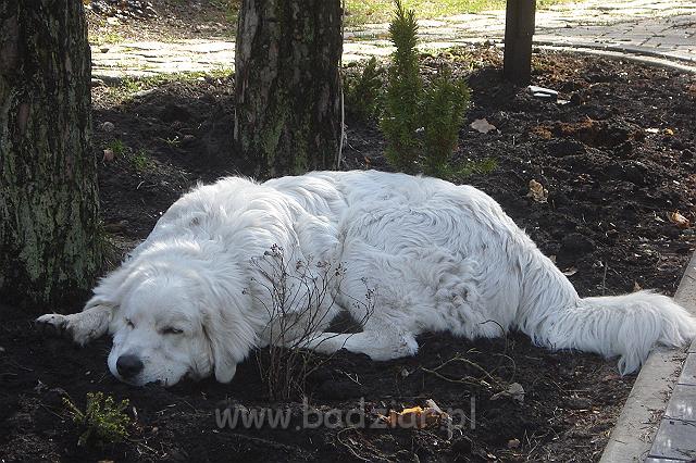 Karavagio0001.jpg - Owczarek Podhalański - KUM KARAVAGIO Badziar (8 miesięcy)