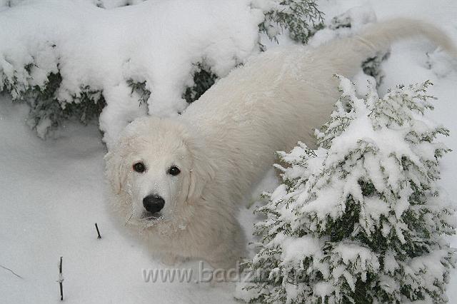 Kaza0005.jpg - Owczarek Podhalański - KUM KARAVAGIO Badziar (4 miesięczny)