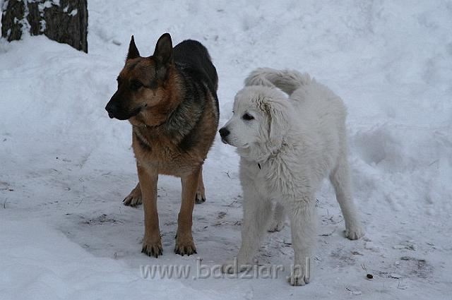 Kaza0007.jpg - Owczarek Podhalański - KUM KARAVAGIO Badziar (4 miesięczny)