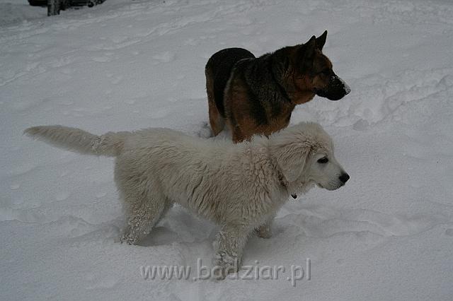 Kaza0009.jpg - Owczarek Podhalański - KUM KARAVAGIO Badziar (4 miesięczny)