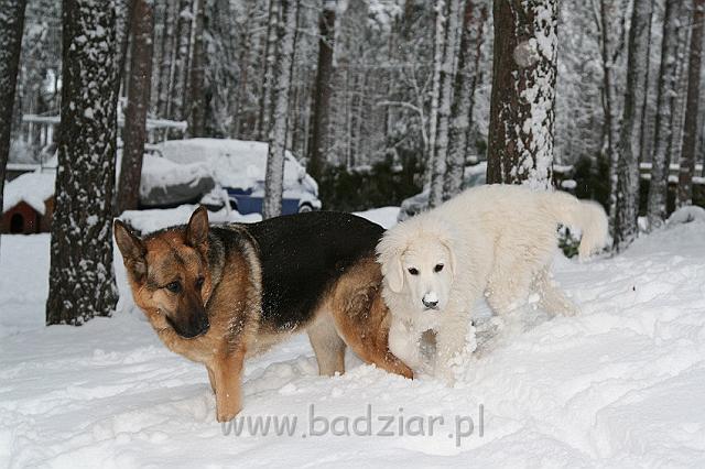 Kaza0010.jpg - Owczarek Podhalański - KUM KARAVAGIO Badziar (4 miesięczny)