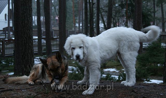 Kaza5menesi0009.jpg - Owczarek Podhalański - KUM KARAVAGIO Badziar (5 miesięcy)