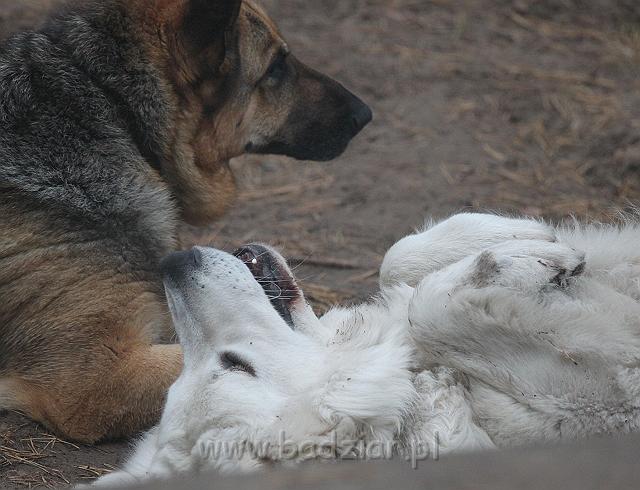 Kazaoktobris_016.JPG - Owczarek Podhalański - KUM KARAVAGIO Badziar (13 miesięcy)