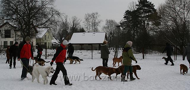 Skola0006.jpg - Owczarek Podhalański - KUM KARAVAGIO Badziar (5,5 miesiąca)