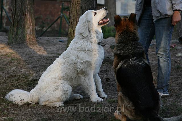 Suni7men0001.jpg - Owczarek Podhalański - KUM KARAVAGIO Badziar (7 miesięcy)