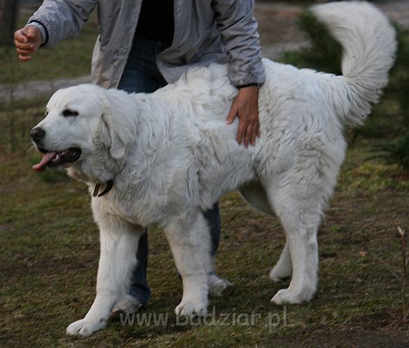 Suni7men0002.jpg - Owczarek Podhalański - KUM KARAVAGIO Badziar (7 miesięcy)