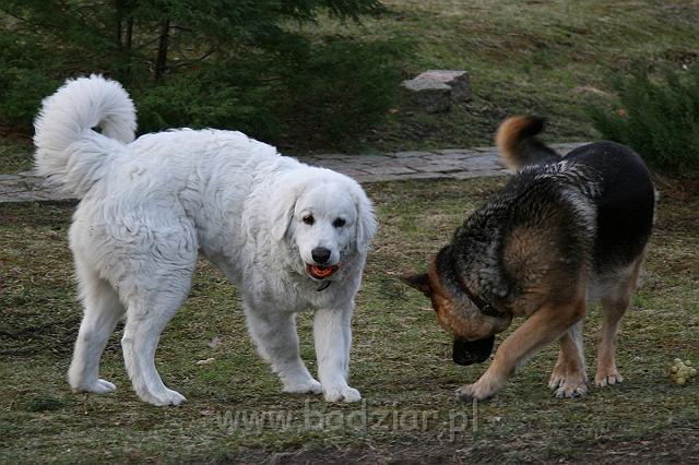 Suni7men0003.jpg - Owczarek Podhalański - KUM KARAVAGIO Badziar (7 miesięcy)