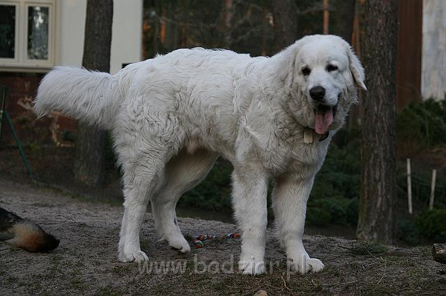 Suni7men0004.jpg - Owczarek Podhalański - KUM KARAVAGIO Badziar (7 miesięcy)