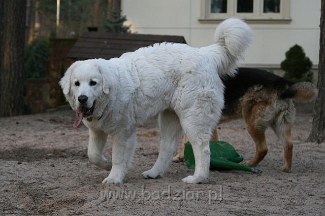 Suni7men0005.jpg - Owczarek Podhalański - KUM KARAVAGIO Badziar (7 miesięcy)