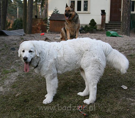 Suni7men0006.jpg - Owczarek Podhalański - KUM KARAVAGIO Badziar (7 miesięcy)