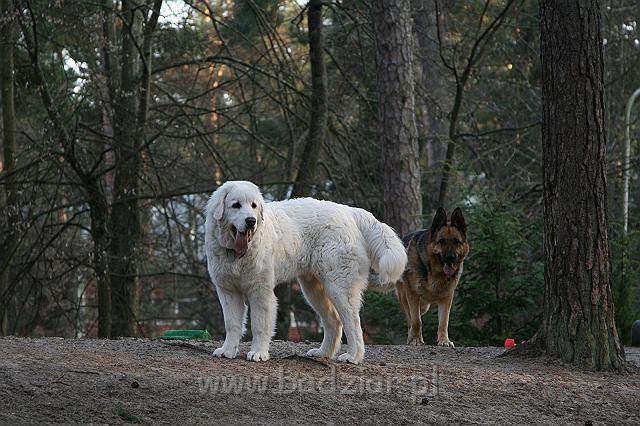 Suni7men0010.jpg - Owczarek Podhalański - KUM KARAVAGIO Badziar (7 miesięcy)