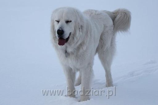 kaza3.jpg - Owczarek Podhalański - KUM KARAVAGIO Badziar (15 miesięcy)
