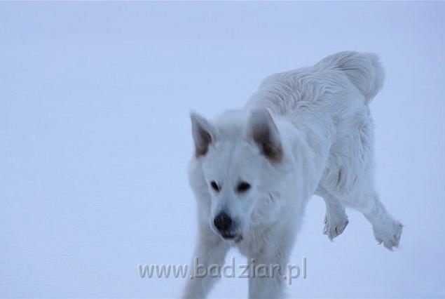 kaza4.jpg - Owczarek Podhalański - KUM KARAVAGIO Badziar (15 miesięcy)