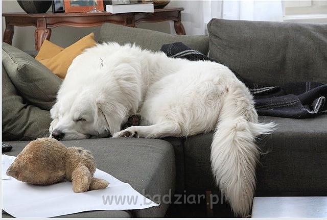 kaza7.jpg - Owczarek Podhalański - KUM KARAVAGIO Badziar (15 miesięcy)