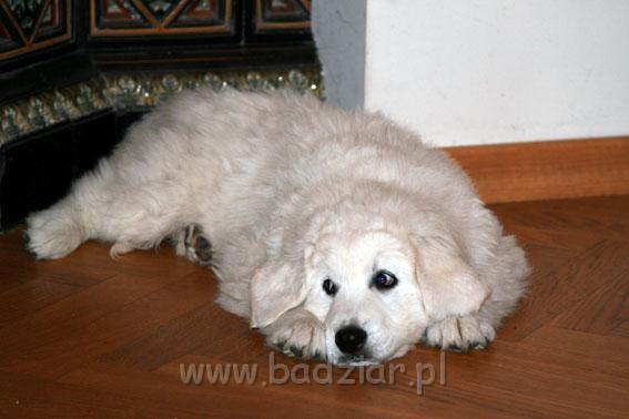 podhalan_0002.jpg - Owczarek Podhalański - KUM KARAVAGIO Badziar