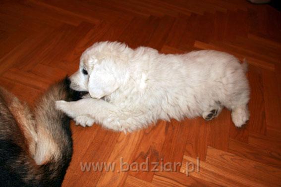 podhalan_0005.jpg - Owczarek Podhalański - KUM KARAVAGIO Badziar