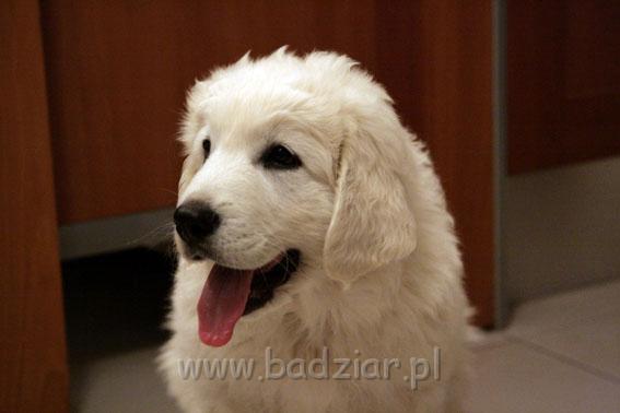 podhalan_0006.jpg - Owczarek Podhalański - KUM KARAVAGIO Badziar