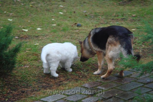 podhalan_0007.jpg - Owczarek Podhalański - KUM KARAVAGIO Badziar