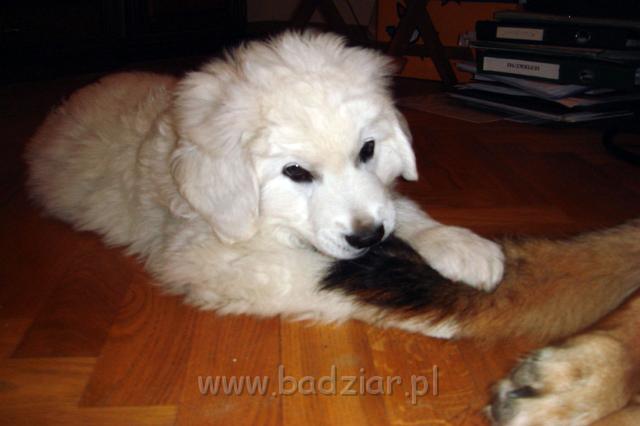 podhalan_0008.jpg - Owczarek Podhalański - KUM KARAVAGIO Badziar