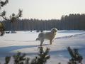 Viesturi0001