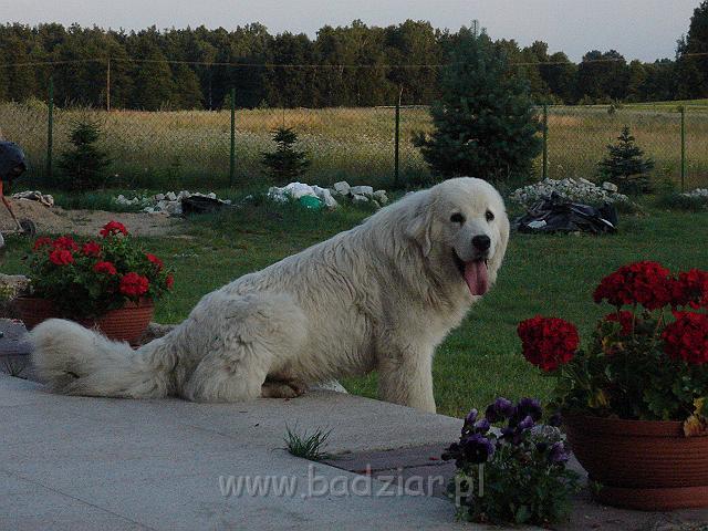 DSC03564.JPG - Owczarek Podhalański - KUMOTER KARAT Badziar (10 miesięcy)