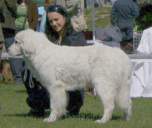 DSC03863.JPG - Owczarek Podhalański - KUMOTER KARAT Badziar - wystawa w Dobrym Mieście 1.05.2009, klasa szczeniąt, ocena wybitnie obiecująca