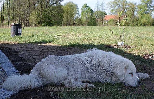 DSC04108.JPG - Owczarek Podhalański - KUMOTER KARAT Badziar (8 miesięcy)