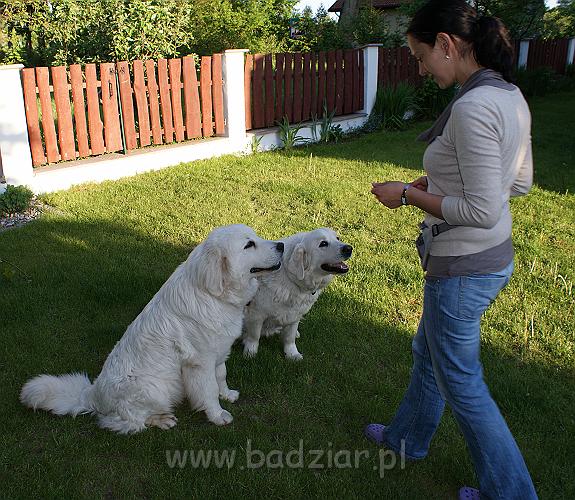 DSC04235.JPG - Owczarek Podhalański - od lewej:  KUMOTER KARAT Badziar (9 miesięcy) i RITA Biały Podhalan