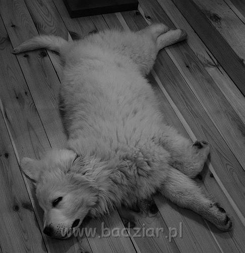 podhalan_00608.jpg - Owczarek Podhalański - KUMOTER KARAT Badziar