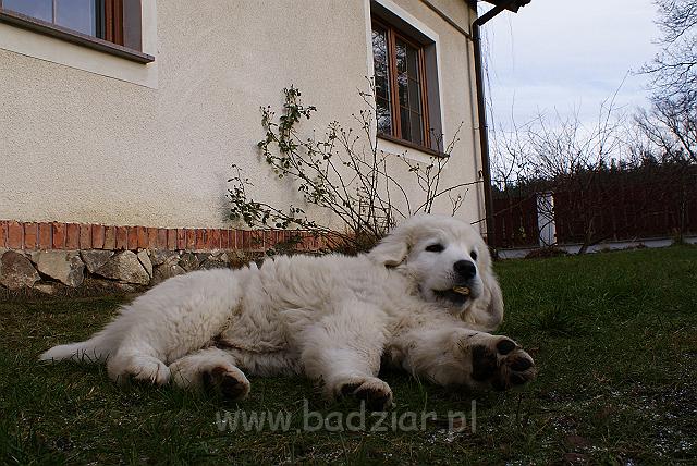 podhalan_00997.jpg - Owczarek Podhalański - KUMOTER KARAT Badziar