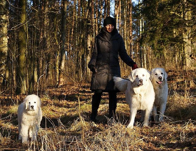 podhalan_01321.jpg - Owczarek Podhalański - od lewej: KUMOTER KARAT Badziar, BIELICA Ballada o Wędrowaniu i RITA Biały Podhalan.