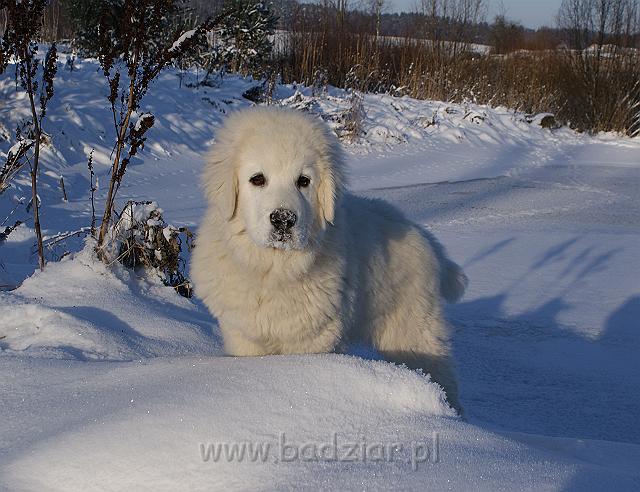 podhalan_02042.jpg - Owczarek Podhalański - KUMOTER KARAT Badziar (4.5 miesiąca)