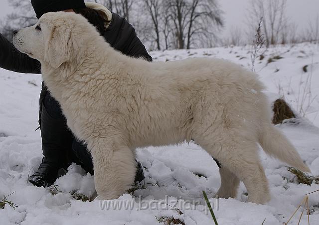 podhalan_02122.jpg - Owczarek Podhalański - KUMOTER KARAT Badziar (4.5 miesiąca)