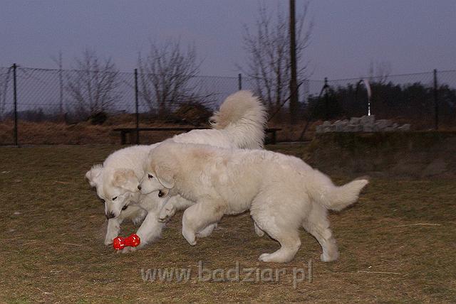 podhalan_02567.jpg - Owczarek Podhalański - KUMOTER KARAT Badziar (5 miesięcy), z tyłu RITA Biały Podhalan.