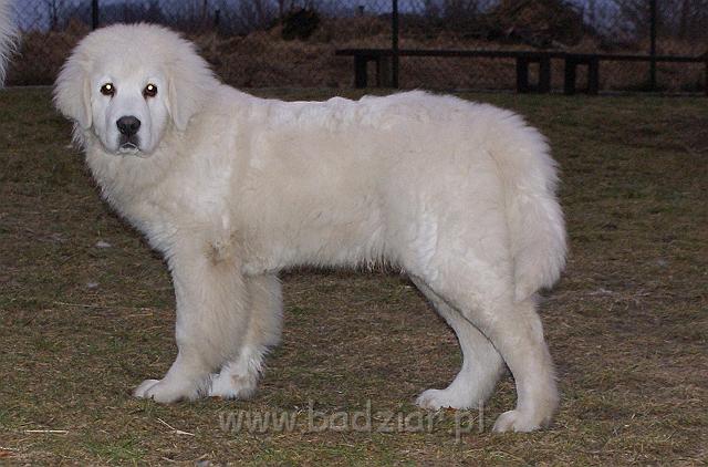 podhalan_02568.jpg - Owczarek Podhalański - KUMOTER KARAT Badziar (5 miesięcy)