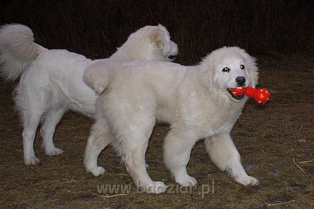 podhalan_02576.jpg - Owczarek Podhalański - KUMOTER KARAT Badziar (5 miesięcy), z tyłu RITA Biały Podhalan.