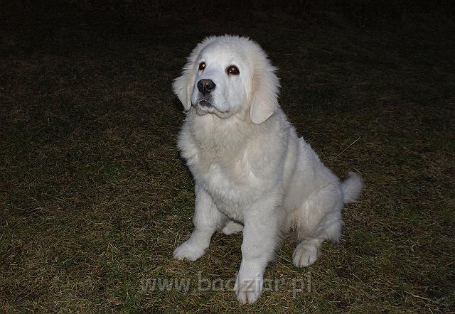 podhalan_02589.jpg - Owczarek Podhalański - KUMOTER KARAT Badziar (5 miesięcy)