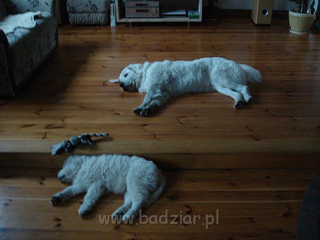 podhalan_02615.jpg - Owczarek Podhalański - KUMOTER KARAT Badziar i RITA Biały Podhalan