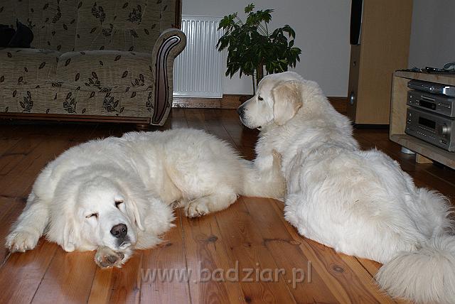 podhalan_02675.jpg - Owczarek Podhalański - KUMOTER KARAT Badziar (6 miesięcy), po prawej RITA Biały Podhalan