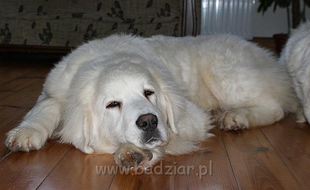podhalan_02676.jpg - Owczarek Podhalański - KUMOTER KARAT Badziar (6 miesięcy)