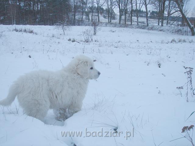 podhalan_02908.jpg - Owczarek Podhalański - KUMOTER KARAT Badziar