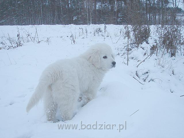 podhalan_02917.jpg - Owczarek Podhalański - KUMOTER KARAT Badziar