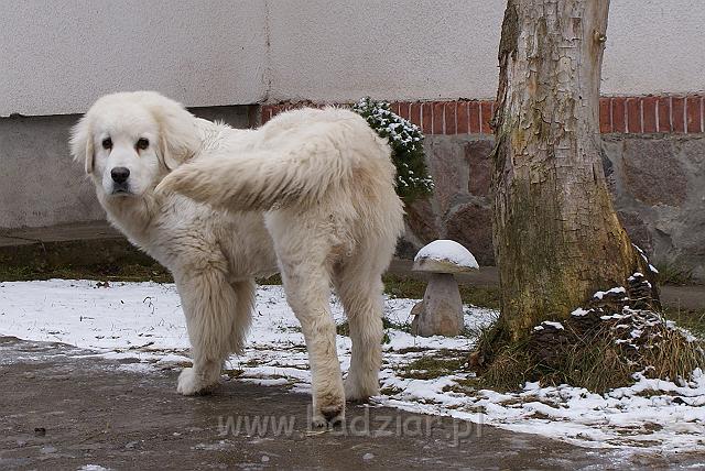 podhalan_03209.jpg - Owczarek Podhalański - KUMOTER KARAT Badziar (6 miesięcy)