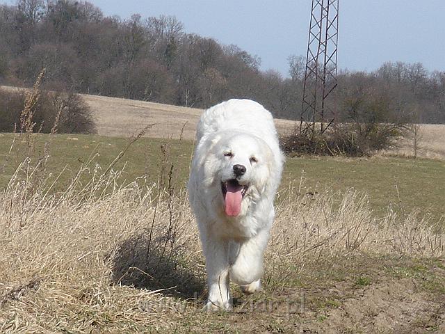 podhalan_03329.jpg - Owczarek Podhalański - KUMOTER KARAT Badziar (7 miesięcy)