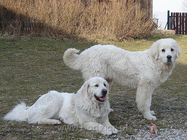 podhalan_03340.jpg - Owczarek Podhalański - KUMOTER KARAT Badziar (7 miesięcy) i RITA biały Podhalan