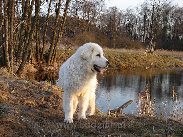 podhalan_03364.jpg - Owczarek Podhalański - KUMOTER KARAT Badziar (7 miesięcy)